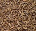 Caraway « Healthy Snacks | Healthy Snacks Online | Healthy Snacks ...