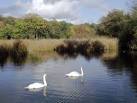 Island Pool in Baggeridge Country Park near Wombourne, Staffordshire - via Daymix