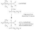Fatty Acids -- Transport