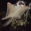 Sugar Glider