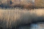 File:REED beds - River Nadder at Harnham.jpg - Wikimedia Commons