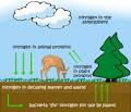 The Nitrogen Cycle - Geography For Kids - By Kids Geo.
