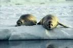 Life of True Seal | Life of Sea