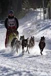 dog sled racing pictures photos