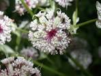 Astrantia (<b>Apiaceae</b>) image 3233 at PlantSystematics.