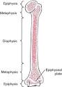 <b>epiphyses</b> - definition of <b>epiphyses</b> in the Medical dictionary - by