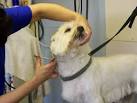 Each dog is finished to set breed standards. - via Daymix