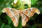EduPic Butterflies and Moths Page Four