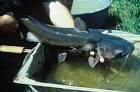 Catfish ictalurus punctatus - via Daymix