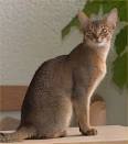 Abyssinian - Cat Facts