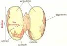 <b>Cotilédone</b>