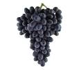 Grape - Midnight Beauty® Seedless Black