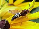 Cicada Killer Wasp Exterminators | Arrow Pest Control