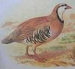 220px-Alectoris_chukar_hm.jpg