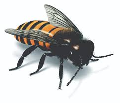 external image images?q=tbn:ANd9GcQrClFoe2Vbo6F7cXvcWAHd0APqPmqpv5MJ7_cEzUCBFbXiLORJP5iA5-9M0A