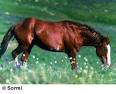 Breeds of Livestock - Mustang (