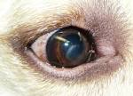 File:Corneal dystrophy 2.JPG - Wikipedia, the free encyclopedia