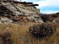 Comanche National Grassland - Wikipedia, the free encyclopedia