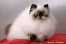 Himalayan Cat Breed - Cat Pictures &amp; Information