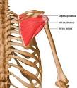 rotator cuff