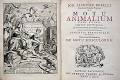 Giovanni Alfonso Borelli - Wikipedia, the free encyclopedia