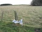 Looks like it was one of the helium filled cows that were a common sight at - via Daymix