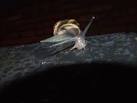 SK5641 : Snail. near to Lenton, Nottingham, Great Britain - via Daymix