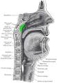 Adenoidectomy - Wikipedia, the free encyclopedia