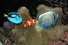 Aquaworld Aquarium - General Care for Saltwater Fish