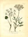 File:<b>Apiaceae</b> Pimpinella anisum.jpg - Wikimedia Commons