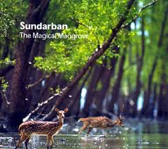 Sundarban 