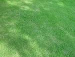 Shady lawn royalty free stock - via Daymix