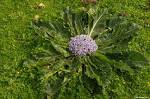 <b>Mandragora</b> officinarum