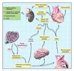 <b>Hepatorenal Syndrome</b> in a