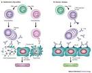 of thyroid <b>autoimmunity</b>.