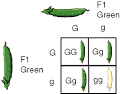 ehumanbiofield - Human Genetics CH