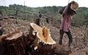 EU accused over failure to tackle illegal logging - Telegraph