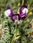 File:<b>Fabaceae</b> flowers Texas.