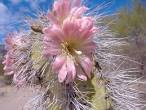 Cactus Flower - 
 Clair Keene,  ...