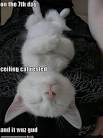 http://icanhascheezburger.files.wordpress.com/2009/03/funny-pictures-ceiling-cat-rests-on-the-seventh-day.jpg