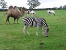 NZ3012 : Jolly's Animal Circus - via Daymix