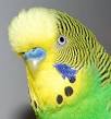 Budgerigar - Wikipedia, the free encyclopedia