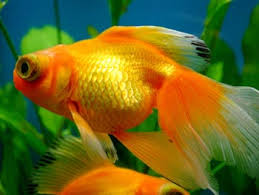 Gold Fish كل ما تريد معرفتة عن الجولد فيش فى صورة سؤال وجواب  Images?q=tbn:ANd9GcQscKZwYdqRxbc4124cT0Tho8zjvrGZpE19MmAT3T3c2SURsW1k4A