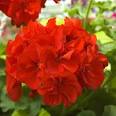 Geraniums! | Rotten Puppets