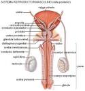 y <b>glándulas bulbouretrales</b>