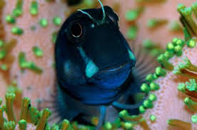 Blue Hippo Tang avec du hic...! Quoi faire?!  Images?q=tbn:ANd9GcQsxO71lmbJKhcyWi5zTpDCLfv2MTKa7vjozce4jIzrrGJzOxlZMg