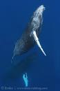 Swimming with Humpback Whales in Tonga | 2011 Season Part 7