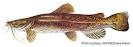 Flathead Catfish (Pylodictis olivaris)