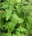 Catnip for Kids