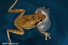 Masked frog (Smilisca phaeota) croaking in a pool - Costa Rica